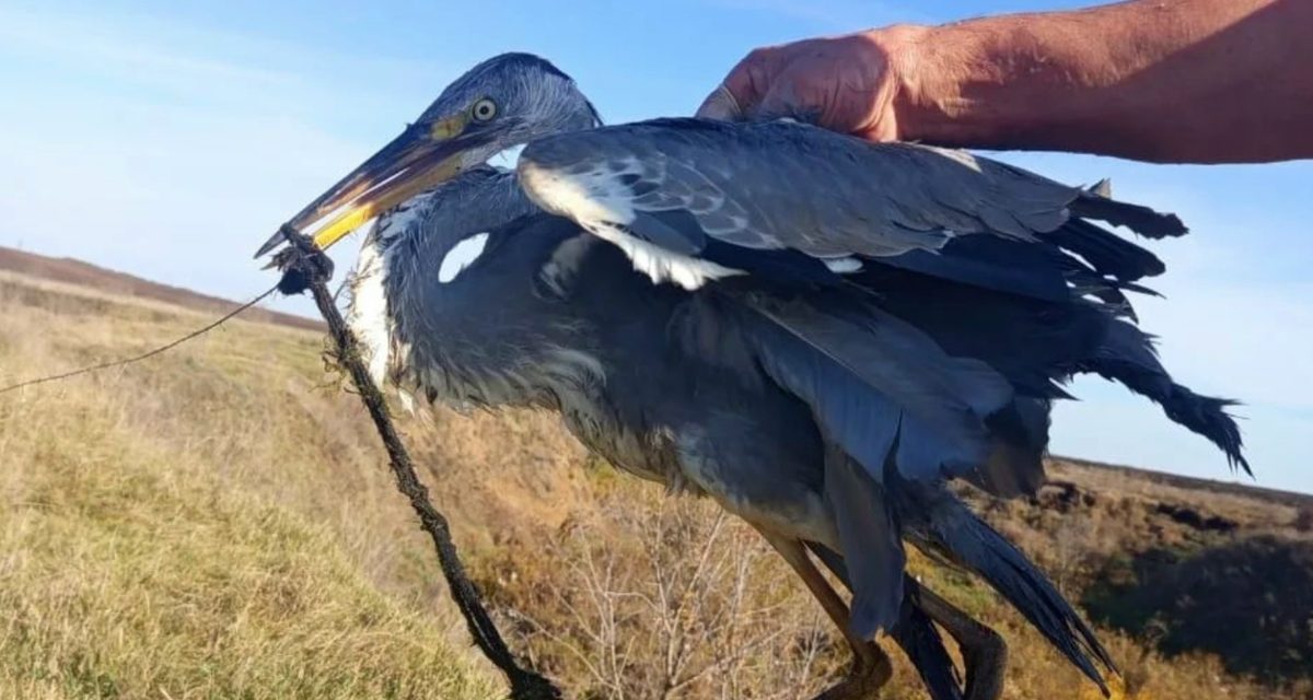 Мужчина зашёл в воду и освободил цаплю, запутавшуюся на бобровой плотине