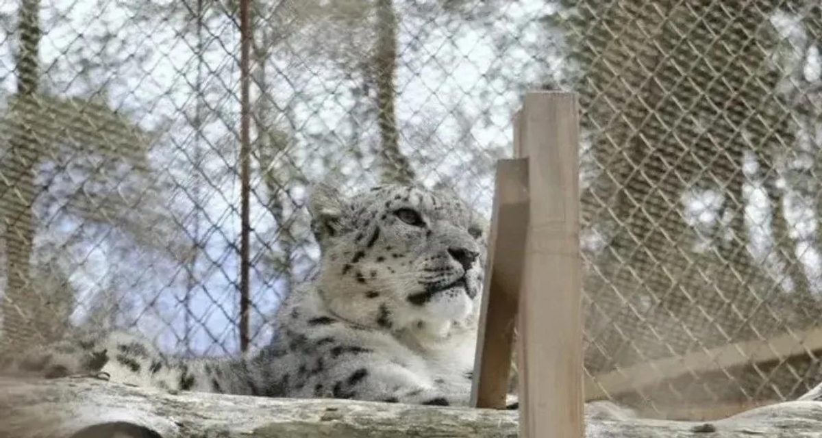 На Иссык-Куле начнёт работу вторая площадка центра по изучению снежного барса