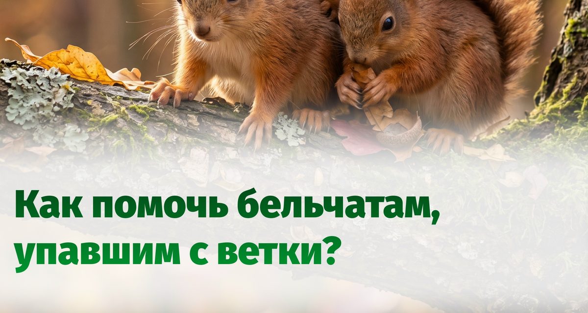 В октябре бельчата падают с деревьев — трогать нужно только раненых и обессиленных